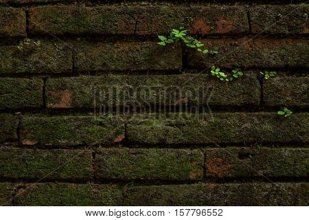 The old brick wall with plant background