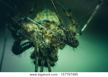 Macro view of spider dramatic tone concept Halloween