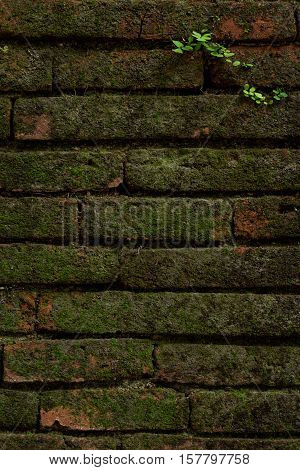 The old brick wall with plant background