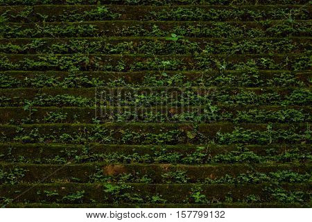 The old brick wall with plant background
