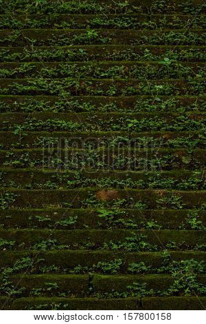 The old brick wall with plant background