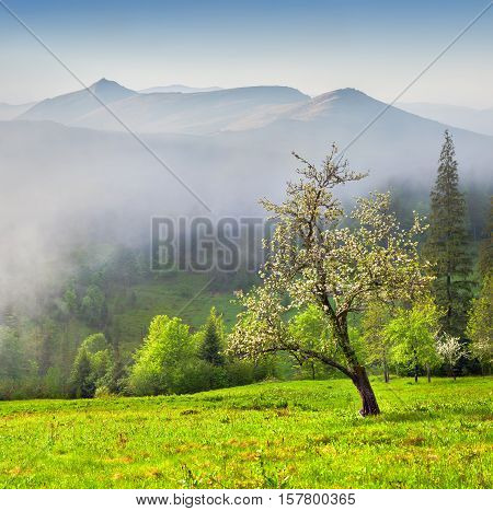 Blossom Apple-tre Garden In The Foggy Mountains