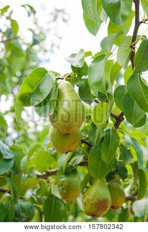 Shiny Delicious Pears Hanging From A Tree Branch In The Orchard..