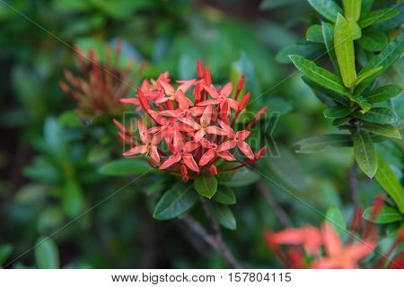 King Ixora blooming (Ixora chinensis). Rubiaceae flower