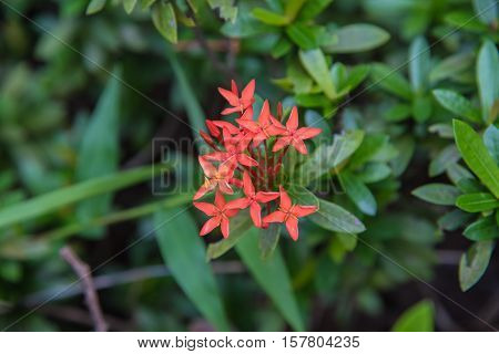 King Ixora blooming (Ixora chinensis). Rubiaceae flower