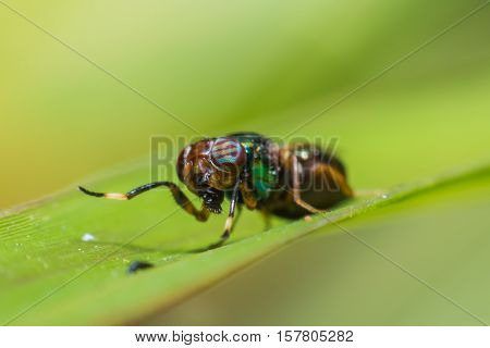 Close up a fly tabanus (Hybornitra tarandina) soft focus macro view