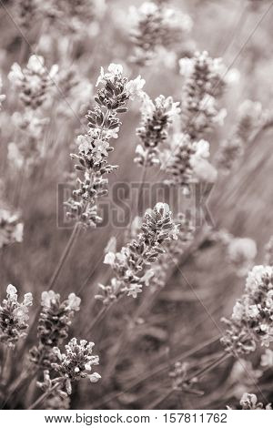 Lavender flowers can use as background. In Sepia toned. Retro style