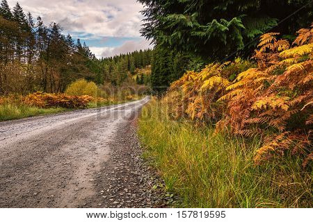 Forest Trail in Kielder Park, a track runing through Kielder Forest Park in Northumberland, showing the golden bracken of autumn