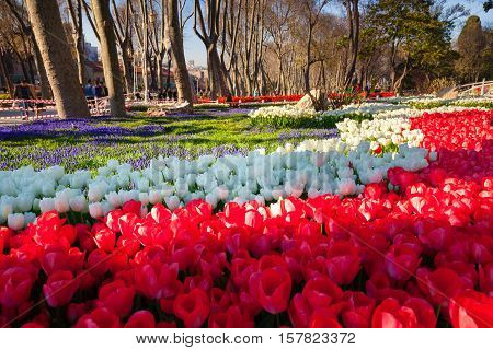 Marvellous Pink Tulips In The Gulhane (rosehouse) Park, Istanbul. Beautiful Outdoor Scenery In Turke