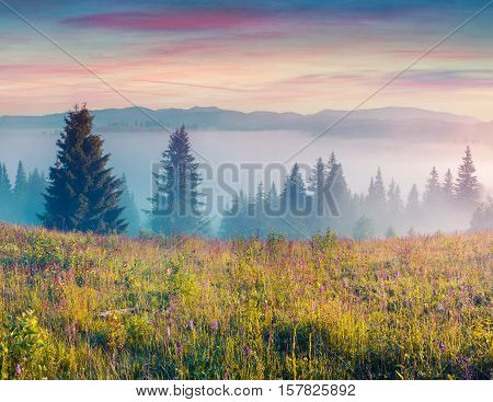 Colorful Morning Scene In The Carpathians.