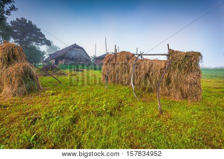 Haymaking In A Carpathian Village.