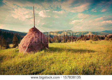 Haymaking In A Carpathian Village