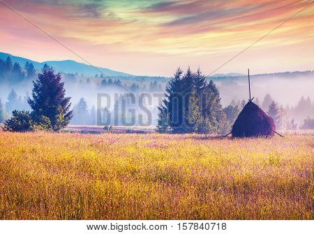 Haymaking In A Carpathian Village
