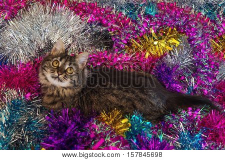 Photo by pretty cat on the colored christmas tinsel.