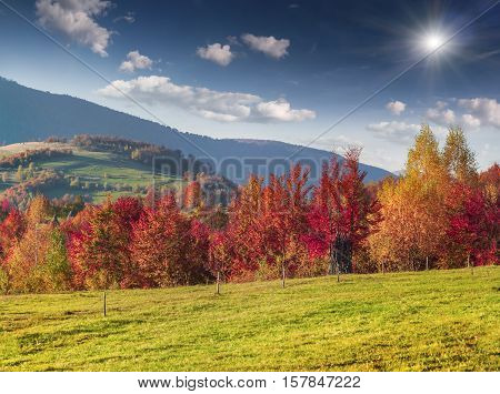 Colorful Autumn Morning In The Carpathian Mountains.