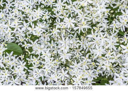 Clematis paniculata (Clematis paniculata). The small white flowers close-up