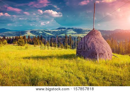 Haymaking In A Carpathian Village.