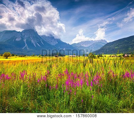 Colorful Summer View Of Blossom Valley