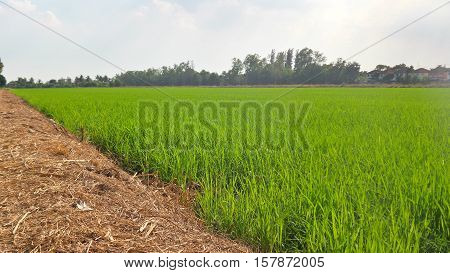 Peaceful ridge and paddy field in daytime