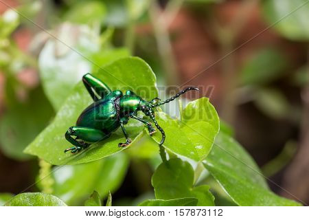 Frog Legged Leaf Beetle (sagra Buqueti)