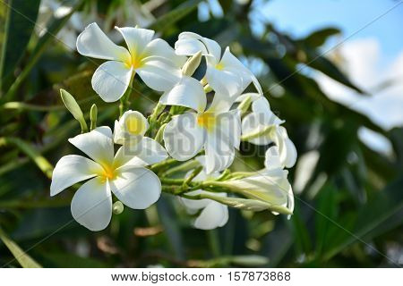 Fresh white flowers blooms in the morning.
