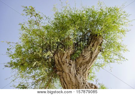 Top section of ghat tree against blue sky