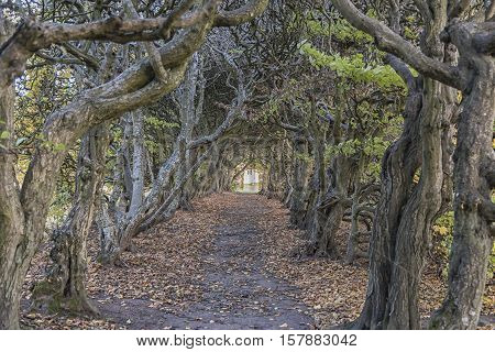 The 160m hornbeam avenue tree tunnel situated on the grounds of Palsjo Castle in Helsingborg. A public place loved by locals and tourists.