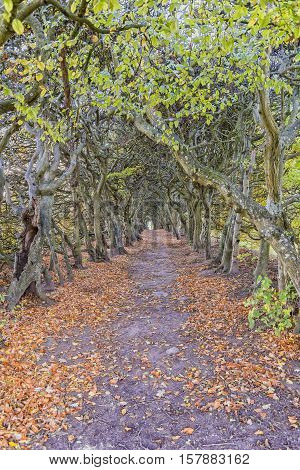 The 160m hornbeam avenue tree tunnel situated on the grounds of Palsjo Castle in Helsingborg. A public place loved by locals and tourists.