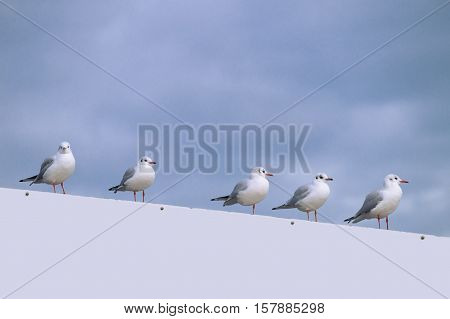 Relaxing Seagulls on a white poster wall in front of a cloudy sky.