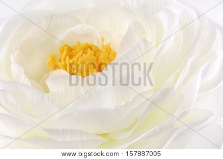 close up of the Rununculus Buttercup white flower macro