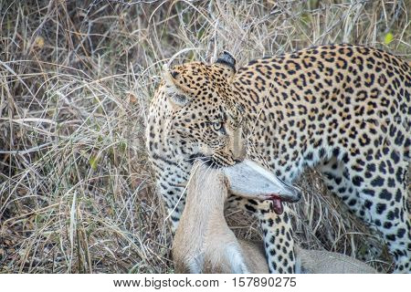 Leopard With A Duiker Kill.