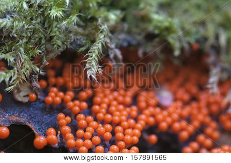 Mushrooms (slime mould Trichia decipiens ) on an old stump