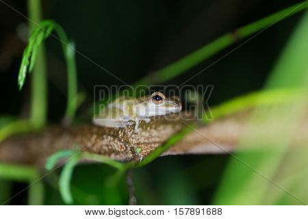 Tropical forest frog standing on a branch at night and in the rain, focus on the eye