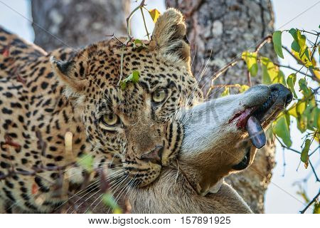 Leopard With A Duiker Kill.