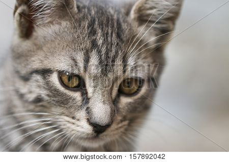 Portrait of green - eyed cat. Sweet animal.