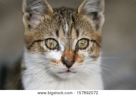 Portrait of green - eyed cat. Sweet animal.