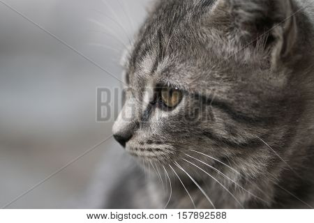 Portrait of green - eyed cat. Sweet animal.