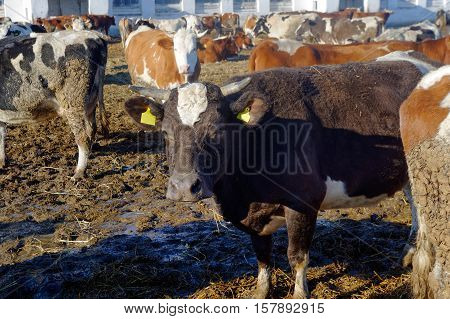 Cows grazing in a pen on a bright sunny autumn day