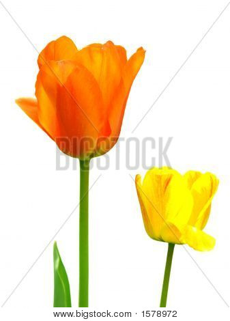 Tulipány izolovaných na bílém