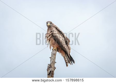 Yellow-billed Kite Sitting On A Branch.