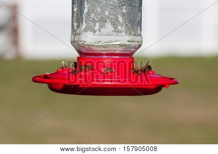 Group of honey bees on a sunny day swarming on a hummingbird feeder outside.