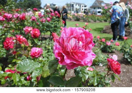 Parnell Rose Gardens In Auckland New Zealand