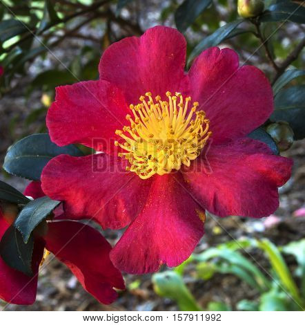 A Bee enjoys a late season meal from a Yuletide Camelia in a garden in North Carolina