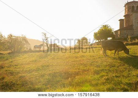 Cow grazing in the countryside Arce. Spain