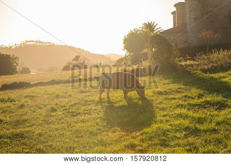 Cow grazing in the countryside Arce. Spain