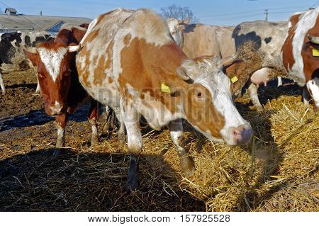 Cows grazing in a pen on a bright sunny autumn day