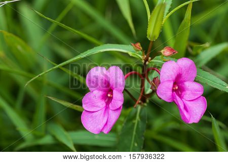 Pink Flower