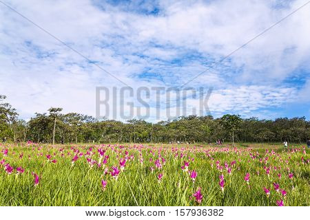 Krachiew Or Siam Tulib