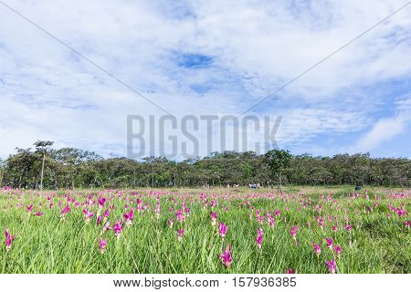 Krachiew Or Siam Tulib