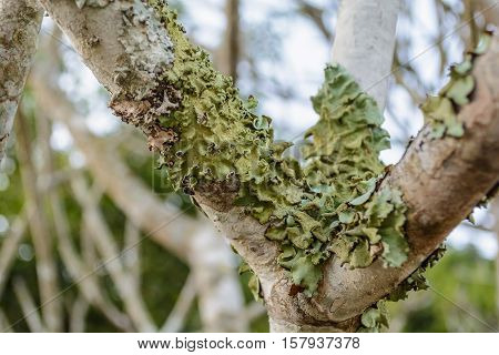 Green foliose lichen on a tree in a forest.